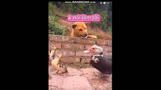 Dog vs Duck P3