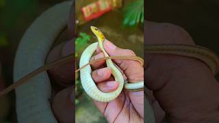 হাতে নিলেও কোন ক্ষতি করে না এই সাপ! আরও দেখুন | Non venomous snake in hand #snake #সাপ