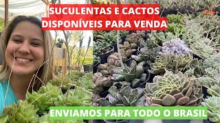 CACTOS E SUCULENTAS para venda   NOVIDADES da semana   Enviamos para todo o Brasil