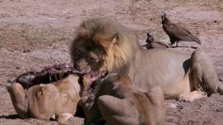 Cecil The Lion, Cubs Taster