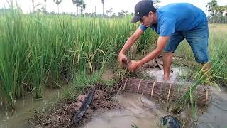 Bamboo Fishing Trap At The Rice Field Get More Shrimp And Small Fish/Fishing Videos- PU MENG Fishing