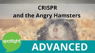 CRISPR and the Angry Hamsters | practice English with Spotlight