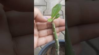 Adenium plant cutting se sahi hona🪴# plant # shorts # garden