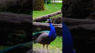 Peacock Sound #nature #birdsounds #birdwatching #birdlovers #wildlife #status #shorts