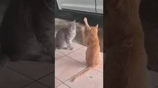 best cat comedy video #subscribe #like #short #viral