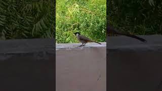 Himalayan bulbul#bird bulbul#shortsvideo #bulbul#eating food