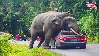 ⚠️Những trạm thu phí trong thế giới động vật