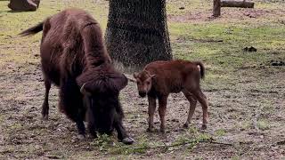 Bison Naming