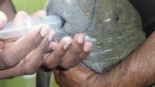 EMA's Biodiversity Series - The West Indian Manatee