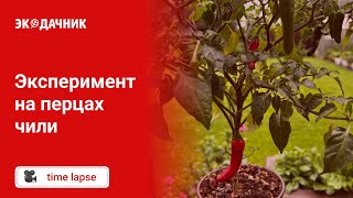 Результат применения Живого удобрения® на чили перцах