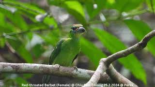 Red-throated Barbet (Male & Female) @ Chiu S C DSCN3341