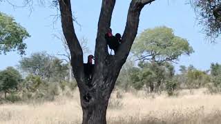 #South Africa -#Southern Ground Hornbill Sitting on the Tree #Kruger National Park.