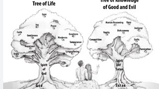 LIVE: what is the tree of knowledge good and evil