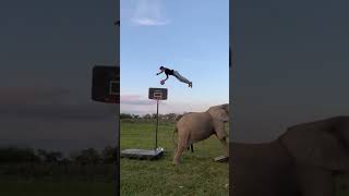 elephant vs man 😅😅😅