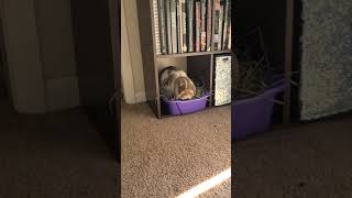 a bunny in my bookshelf (this happens when I forget to pull out his living room litterbox) lol 😇