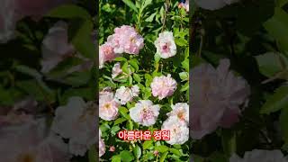 2024년 7월의 아름다운 정원 #flowers #rose  #garden