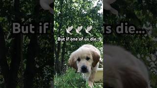 So sad… 🕊️ #goldenretriever #animals #cute #dog #doglover #sad