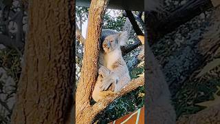 Koala Sooo Cute 🐨🥰#adorable #shorts #zoo#beautifulaustralia #wildlife#yrshorts