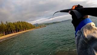 ACTION GENZO LINGKIS POWER II MANCING BARONANG II Rabbitfish