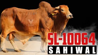 S-11 ki Copy Sahiwal SL-10064 ll Sire S-11 || NDDB-SAG || VetVlogs