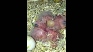 Newborn Babies in the nest box