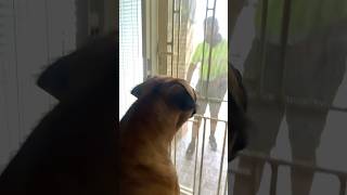 Boerboel Greeting a Delivery Driver #shortsfeed #trendingshorts #boerboel