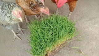 Growing rice for chicken feed in just 10 days