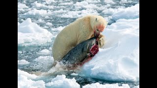 Snow Bears Fight For Life! #animals #bears  #snowbear #wildbear #hardlife #warriors #life #death