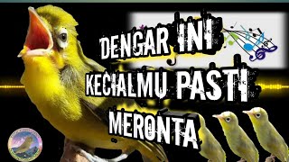 Ciak  nge-ceer ngejos !! Pancingan bunyi kecial kuning paling keren!