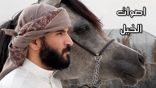 اصوات الخيل