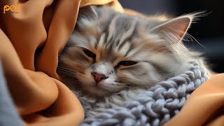 Cat Music: 24 HOURS | Relaxing Music for Cats to Sleep - Stress and Anxiety Relief #15