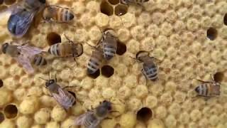 5 week hive inspection July 4th, 2017