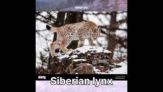 Siberian lynx hunt #hunting #lynx