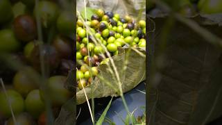 fruit harvesting what short video🫐🍒🍑🍓 #shots #farming #fruit #kamda #harvest #khatta #yammy #youtube