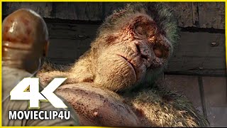 Rampage (2018) - George Pretending to be Dead - Final Scene | MᴏᴠɪᴇCʟɪᴘ4ᴜ -〚HD〛