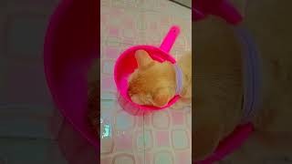 Oyen  minum #cat #kucing #kucinglucu #catlover