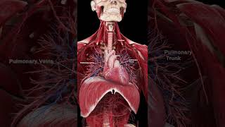 3d Heart and Diaphragm  #anatomy  #meded