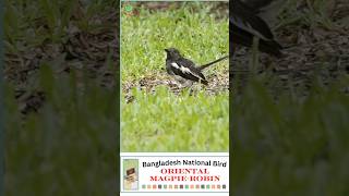 Oriental Magpie-Robin | National Bird | #bangladesh #birds