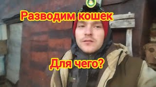 для чего нужны кошки?