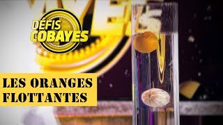 Les oranges flottantes - Défis Cobayes - France 4