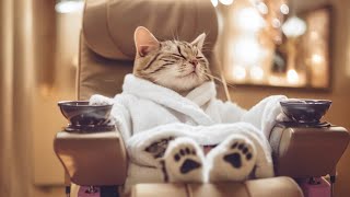 Cats at the Spa - Funny Cats Doing Human Things