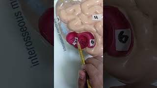 Abdomen Anatomy Model OSPE  || Appendix || Small Intestine || Large Intestine || MBBS OSPE