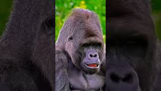 Silverback Gorilla's...peaceful and majestic creatures..#gorilla #silverbackgorilla #monkey #jungle