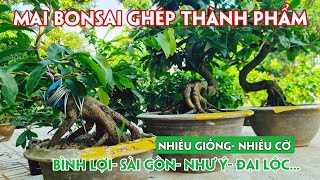 29/06. Mai Bonsai Giá Rẻ Đầy Đủ Loại Giống Sưu Tầm, Chơi Tết.☎Trang 0971.118.064