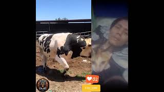 sapi bobot 1 ton up #reaction #viralvideo #sapi