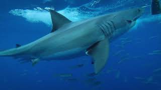 Guadalupe Island - Discovery (Great White Shark Dive Day 1)