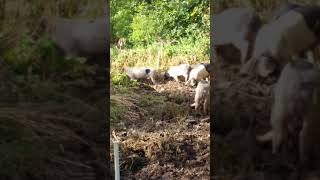 Busy pigs