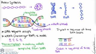 Protein Synthesis