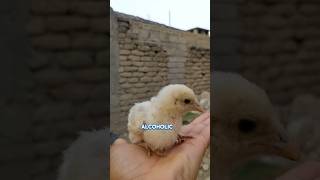 Cute cat and chicks #animals #shortvideos #cutecat #rabbite