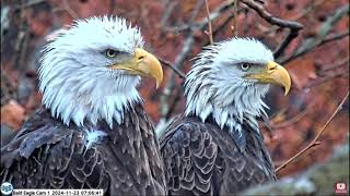 USS Bald Eagle Cam 1 on 11-23-24 @ 07:05 Side by side closeups